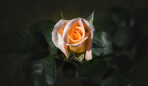 Close-up of rose flower