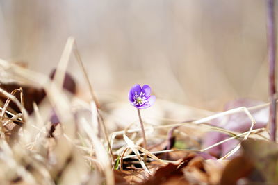 Close-up of purple crocus flowers