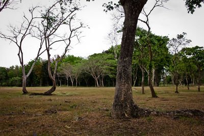 Trees in forest against sky