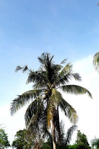 Low angle view of palm tree against clear sky