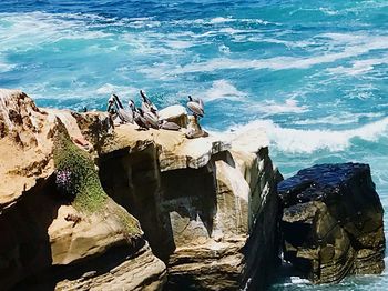 Birds perching on rock by sea against sky