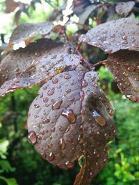 Close-up of wet leaves