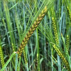 Close-up of wheat growing on field