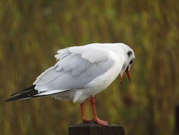 Close-up of bird perching outdoors