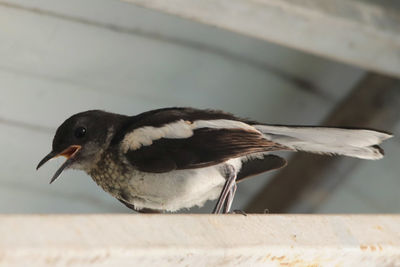 Close-up of bird perching on railing against wall