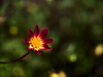 Close-up of pink flower