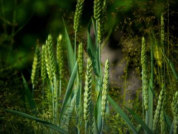 Close-up of crops growing on field