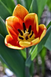 Close-up of orange flower