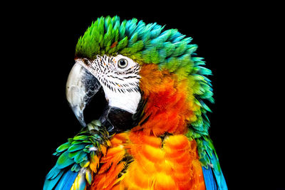 Close-up of a parrot