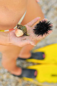 Close-up of hand holding sea urchin and snail at beach