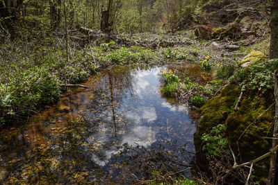 High angle view of stream amidst trees in forest