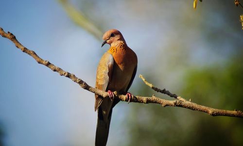 Low angle view of bird perching on branch