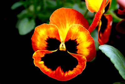 Close-up of red flowers blooming outdoors