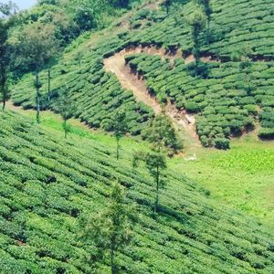 Scenic view of forest