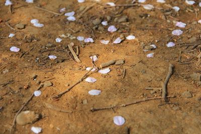 High angle view of wet sand on field