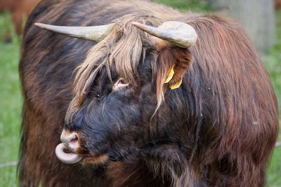 Highland cattle standing on field