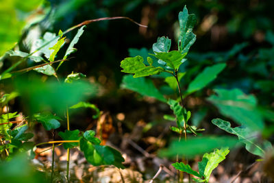 Close-up of plant growing on field