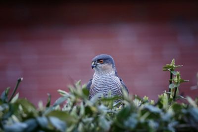 Junger greifvogel