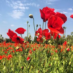 Close-up of red poppy flower in field