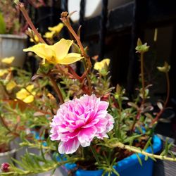 Close-up of pink flowering plant