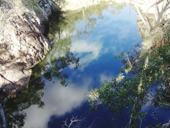 Low angle view of trees against sky