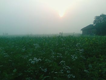 Plants growing on field against sky