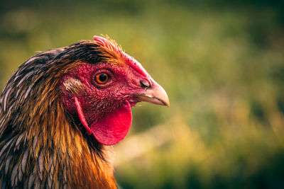 Close-up of rooster