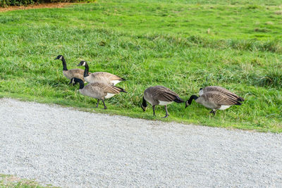 Birds in a field