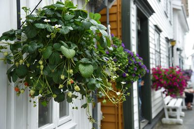 Close-up of plants hanging by house