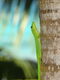 Close-up of lizard on tree trunk