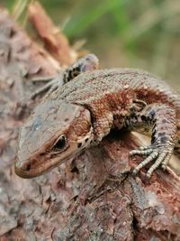 Close-up of lizard