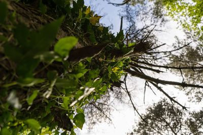 Low angle view of tree against sky