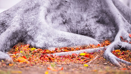 Close-up of autumn leaves