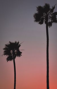 Low angle view of palm trees against clear sky