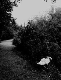 Swan on riverbank against sky