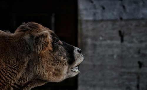 Close-up of horse