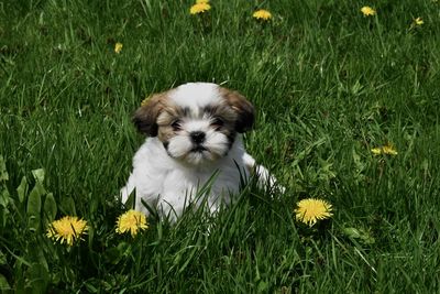 Portrait of dog on field