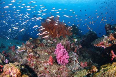 Fish swimming in sea