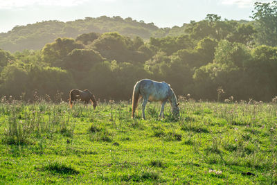 Horses grazing in a field