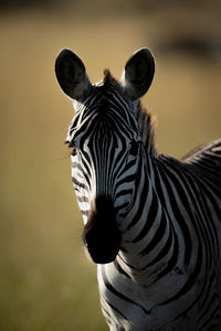 Close-up of plains zebra standing watching camera