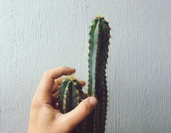 Close-up of hand holding cactus plant