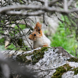 Squirrel on tree