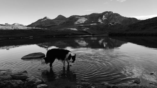 Dog in lake with mountains in background