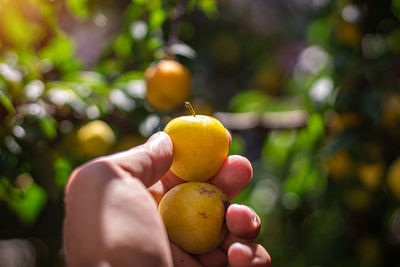 Close-up of hand holding fruits