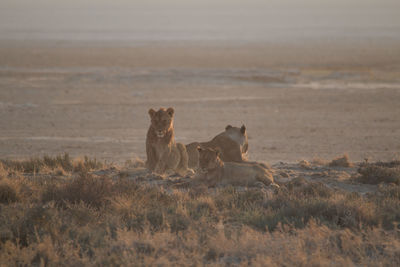 Cats relaxing in a field