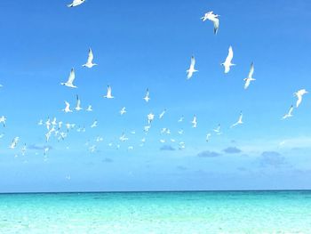 Birds flying over sea against sky