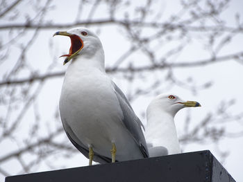 Seagull perching on branch