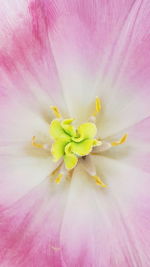 Close-up of pink flower