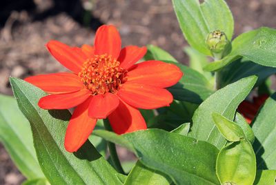 Close-up of red flowers