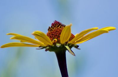 Close-up of yellow flowering plant against sky